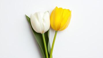Two contrasting tulips arranged in a flat lay showing vibrant yellow and pure white colors on a simple backdrop photo