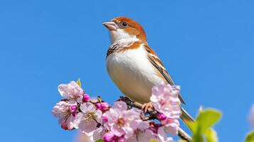 Bird singing on a high branch among blooming flowers in clear blue sky photo