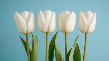 Six elegant tulips arranged in a perfect row against a soft blue background photo