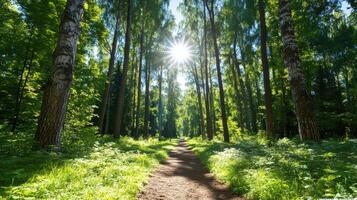 Serene sunlit forest path with dappled light creating a peaceful atmosphere for walking and reflection photo