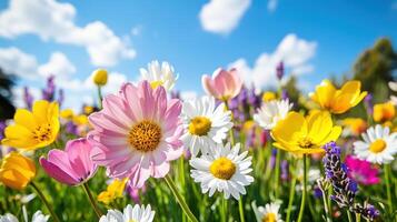 Soft-focus wildflower field shines in pastel tones under a bright blue sky with fluffy clouds photo