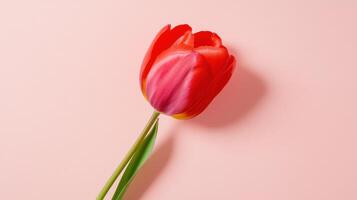 Single tulip with a graceful curve showcases vibrant colors against a soft pink background in a serene floral arrangement photo