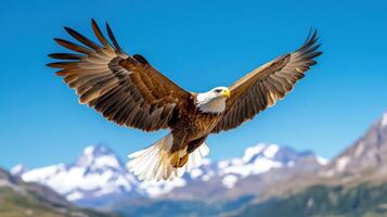 Soaring eagle gracefully glides above sweeping mountain range under clear blue sky photo