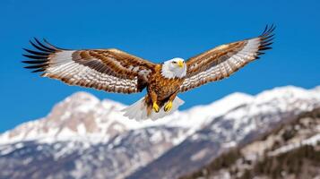 Soaring eagle gliding majestically above a sprawling mountain range in bright blue skies at midday photo