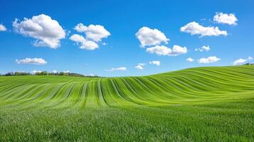 Vast green field with rows of solar panels under a clear blue sky and fluffy clouds photo