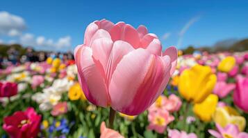 Vibrant rainbow arches over a field filled with blooming tulips in various colors on a sunny day photo
