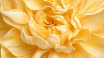 Close-up view of a golden daffodil showcasing intricate petal textures and vibrant colors in natural light during springtime bloom photo