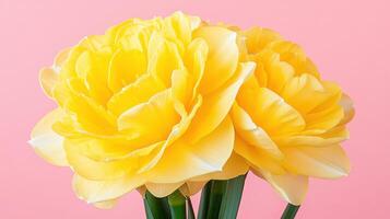 Extreme close-up captures the intricate petals of a vibrant golden daffodil against a soft pink background photo