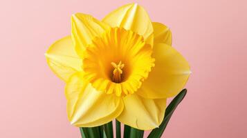 Close-up view of a vibrant golden daffodil showcasing its intricate petals and stunning color against a soft pink backdrop photo