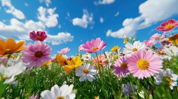 Wildflowers bloom under a bright blue sky in a serene field swaying gently in the breeze photo