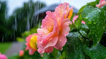 Blooming flowers drenched in soft rain creating a serene garden atmosphere photo