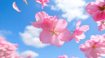 Sakura petals gently float through the air on a sunny day with blue skies and fluffy clouds in the background photo