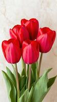 Bright red tulips arranged beautifully on a soft background showcasing their vibrant colors and delicate petals photo