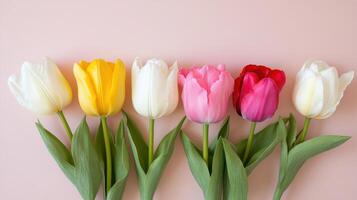 Colorful tulips arranged in a line showcasing spring blooms against a soft background photo