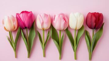 Tulips arranged in a straight line showcasing vibrant colors on a soft pink background in a spring setting photo