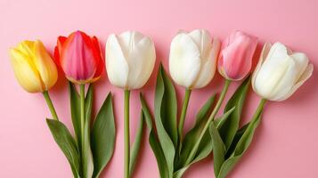 Colorful tulips arranged neatly against a soft pink background showcasing spring elegance and beauty in a vibrant display photo