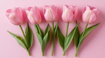 Pink tulips arranged in a straight line on a soft pastel background for a fresh spring look photo