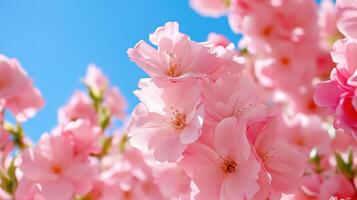 Pink cherry blossoms sway gently in the warm breeze under a clear blue sky photo