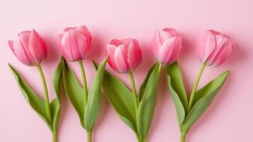 Pink tulips arranged in a straight line on a soft pink surface in a serene setting photo