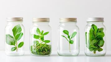Growing sprouts in glass jars for indoor gardening and sustainable living practices photo