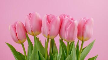 Elegant pink tulips arranged in a straight line against a soft pink background creating a charming springtime display photo