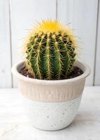 A green barrel cactus with yellow spines in a two-tone beige pot, the background is a white wooden wall photo