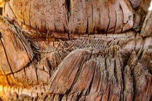 Close-up view of weathered palm tree trunk revealing intricate texture and natural patterns at sunset photo