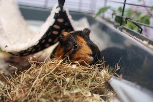 Guinea pig resting in cozy bedding inside a spacious cage decorated with drying herbs and a hanging hammock photo