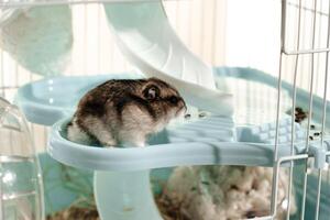 Dwarf hamster exploring its habitat in a cozy indoor cage with a slide and bedding photo