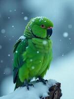 A Kakapo parrot covered in snowflakes during a winter storm in the Southern Alps of New Zealand, its green feathers contrasting against the white landscape, creating a stark and beautiful image photo