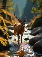 A saola walking along a rocky stream bed in the mountains, with moss-covered stones and a cool, shaded environment photo