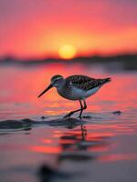 A spoon-billed sandpiper foraging on a muddy tidal flat during a vibrant sunset photo