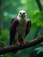 A Philippine Eagle perched on a mossy branch in a dense rainforest during a light drizzle, wings slightly spread, looking directly at the viewer photo