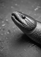 Close-up photo of a European Eel, It looked up and opened its mouth.