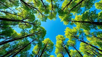 The view from the ground up looking up at the trees photo