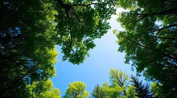 A view of the sky through the canopy of trees photo