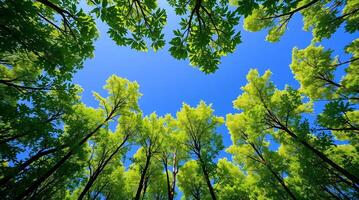 The view from the ground up looking up at the trees photo
