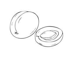 Hand drawn illustration of apricot. Whole apricot, and half of apricot with pit inside, isolated on white vector