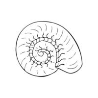 Sea shell in spiral shape. hand drawn conch illustration isolated on white background. marine life element in sketch style, isolated on white vector