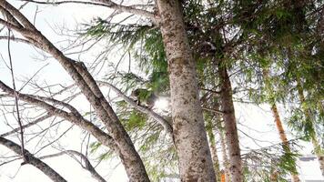 Tabby cat jumps on the branches of a coniferous tree video
