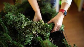 Designer weaves the basis for a New Year wreath from coniferous branches video