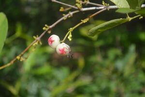 Small Water Apples and Paddy Bug photo