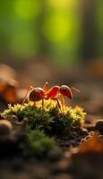 A red ant is walking on the ground photo
