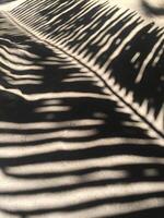 Palm leaf shadow on the beach photo