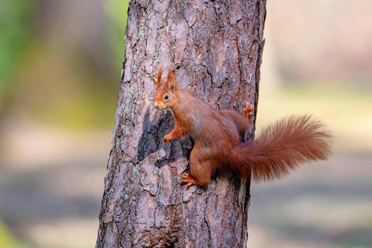 Red squirrel on a tree in the forest. Shallow depth of field photo