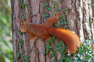 Squirrel climbing on a tree in the park. Animal portrait. photo