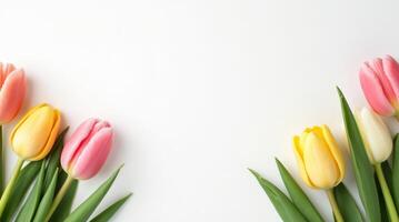 Tulip flowers in pink, yellow, and white forming floral frame with copy space on white background. Spring nature design for greeting card or invitation photo