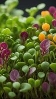Colorful microgreens with green, purple, and orange leaves growing densely in a natural environment. Close-up macro shot of fresh sprouts photo