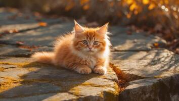 Fluffy ginger kitten enjoying the warmth of autumn light on a textured stone surface with a cozy atmosphere photo