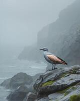 Metallic Bird Stands on Rocky Shoreline Overlooking Ocean in Foggy Atmosphere with Unique Texture and Coloration. photo